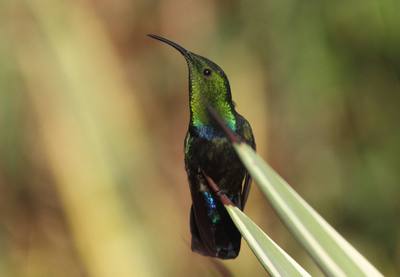 Green throated Hummingbird Ralph.jpg