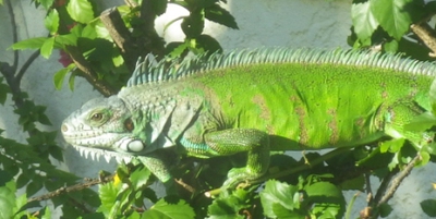 Iguane1.JPG